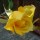 A Yellow Rose Day.....